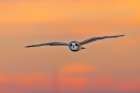 Short-eared owl flying at sunset, Marion County, Illinois. Art Print